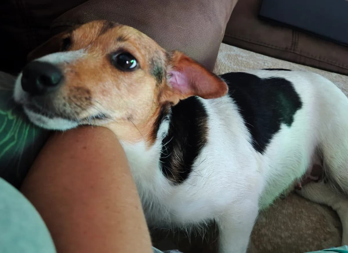 Ilvy, female senior Jack Russell Terrier for adoption at Free Dogs - Vergessene Tiere in Not e.V., Großefehn