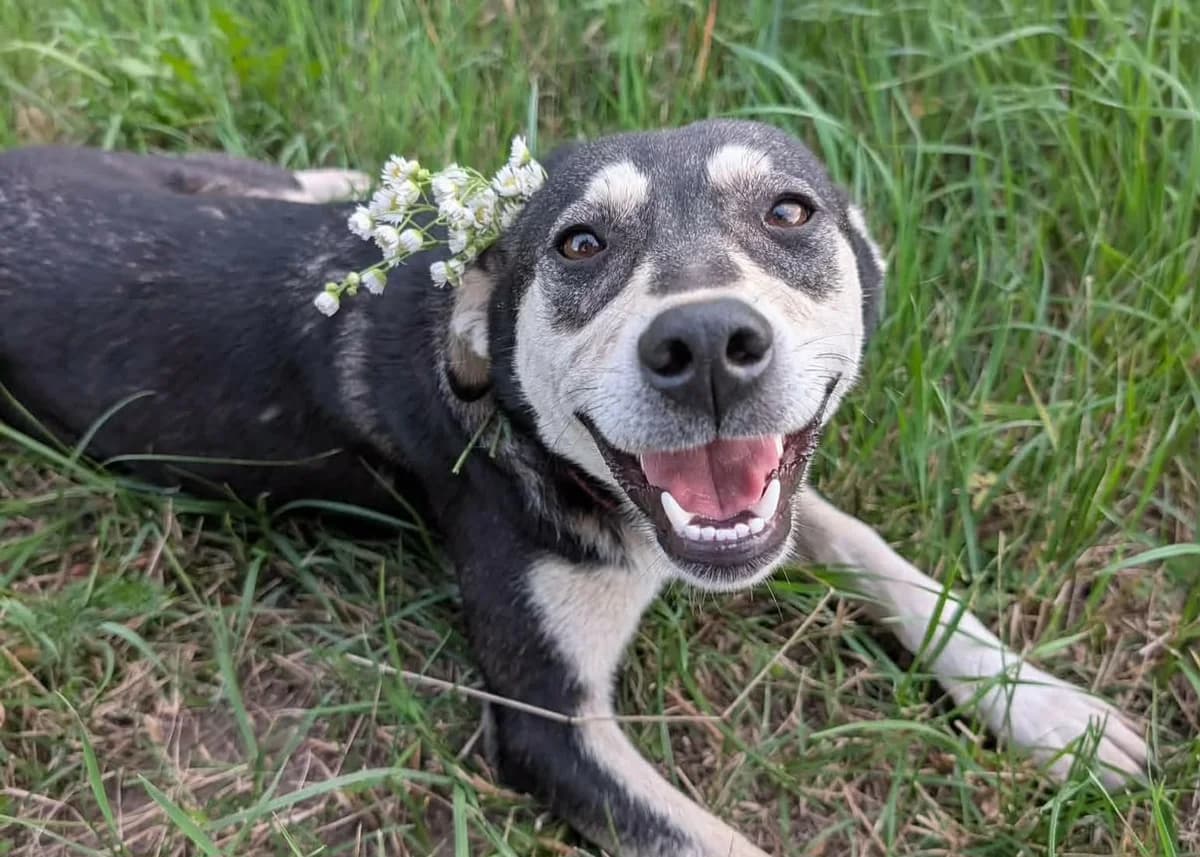Olivia, female young Mixed Breed for adoption at Free Dogs - Vergessene Tiere in Not e.V., Großefehn