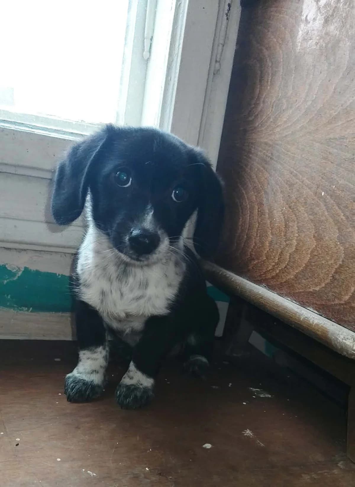 Tommy, male puppy Mixed Breed for adoption at Free Dogs - Vergessene Tiere in Not e.V., Großefehn