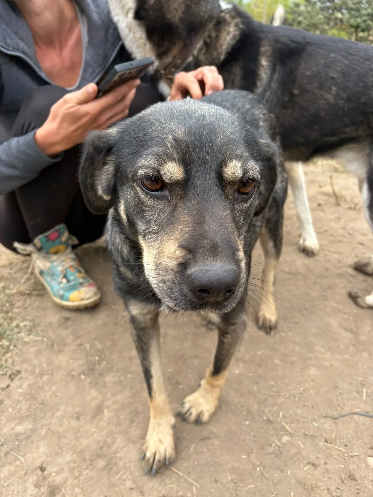 Coco, male senior Mixed Breed for adoption at Free Dogs - Vergessene Tiere in Not e.V., Großefehn
