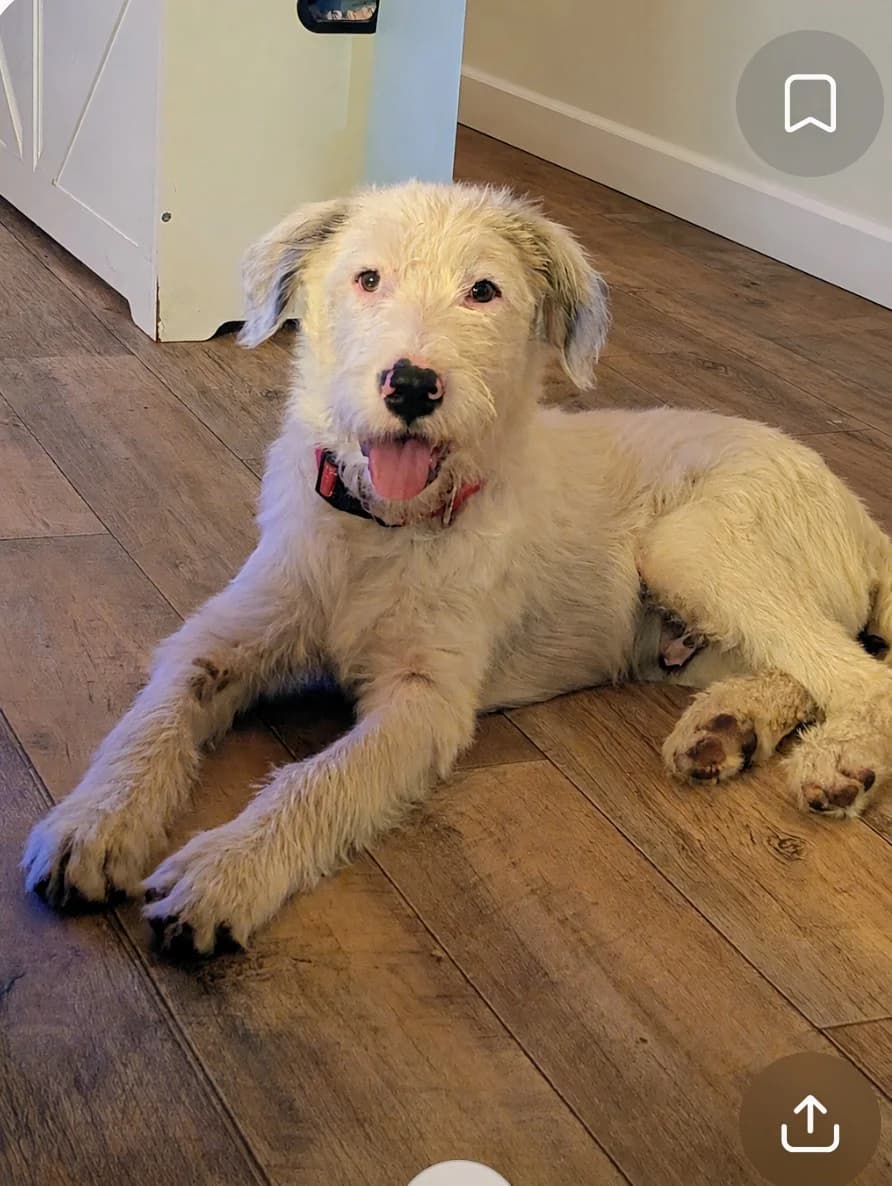 Balu, male puppy Mixed Breed for adoption at Free Dogs - Vergessene Tiere in Not e.V., Großefehn