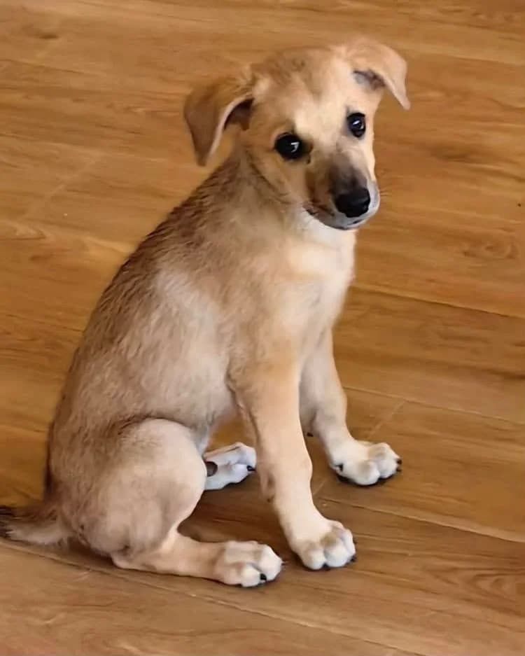 Clark, male puppy Mixed Breed for adoption at Free Dogs - Vergessene Tiere in Not e.V., Großefehn