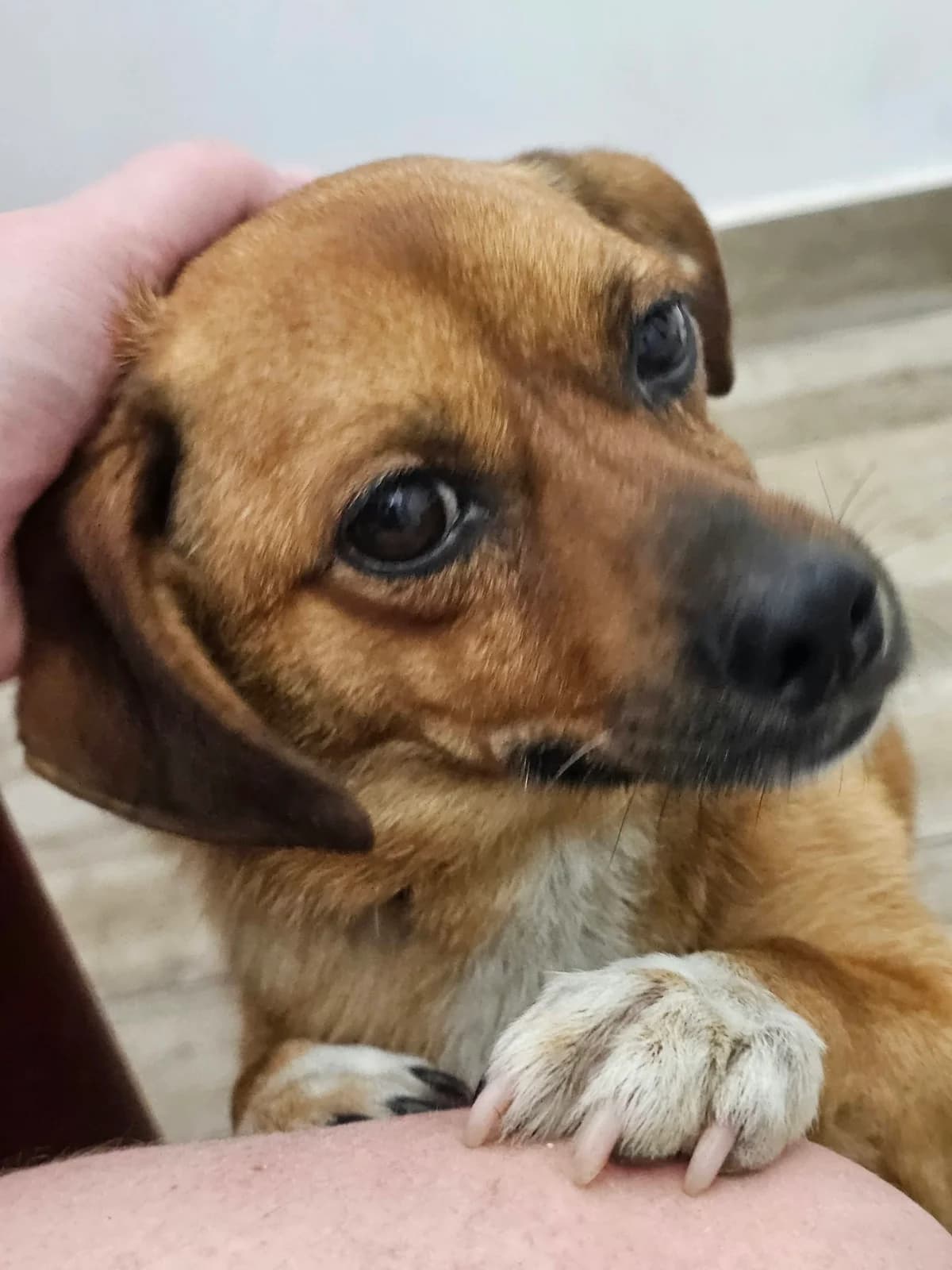 Stropinel, male 6yo Mixed Breed for adoption at Free Dogs - Vergessene Tiere in Not e.V., Großefehn