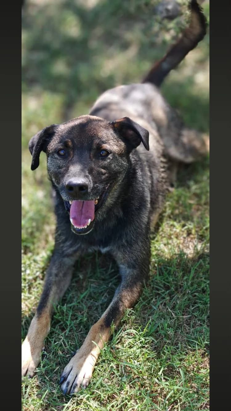 Rowan, male 3yo Mixed Breed for adoption at Free Dogs - Vergessene Tiere in Not e.V., Großefehn