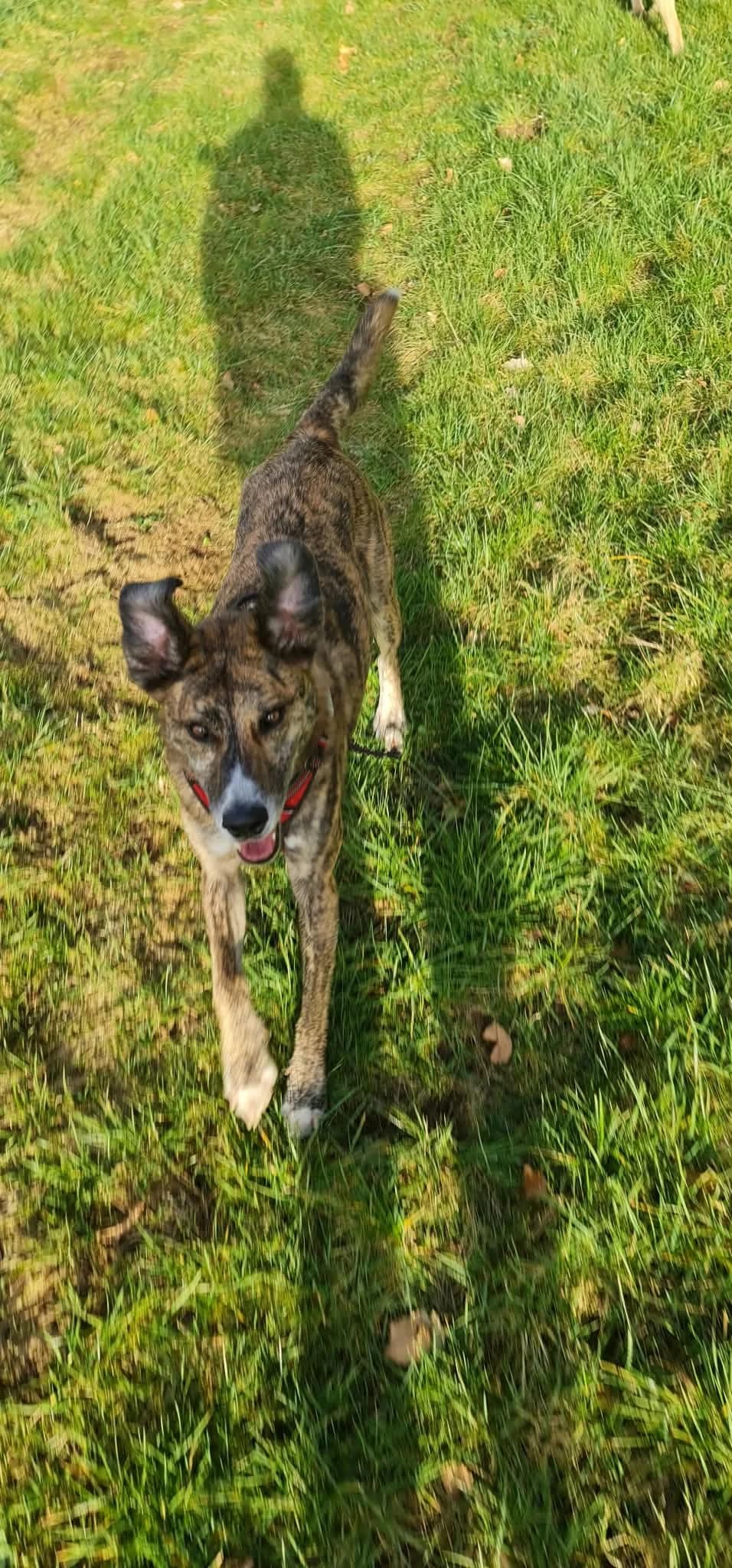 Louis, male 6yo mixed breed for adoption at Free Dogs - Vergessene Tiere in Not e.V., Großefehn