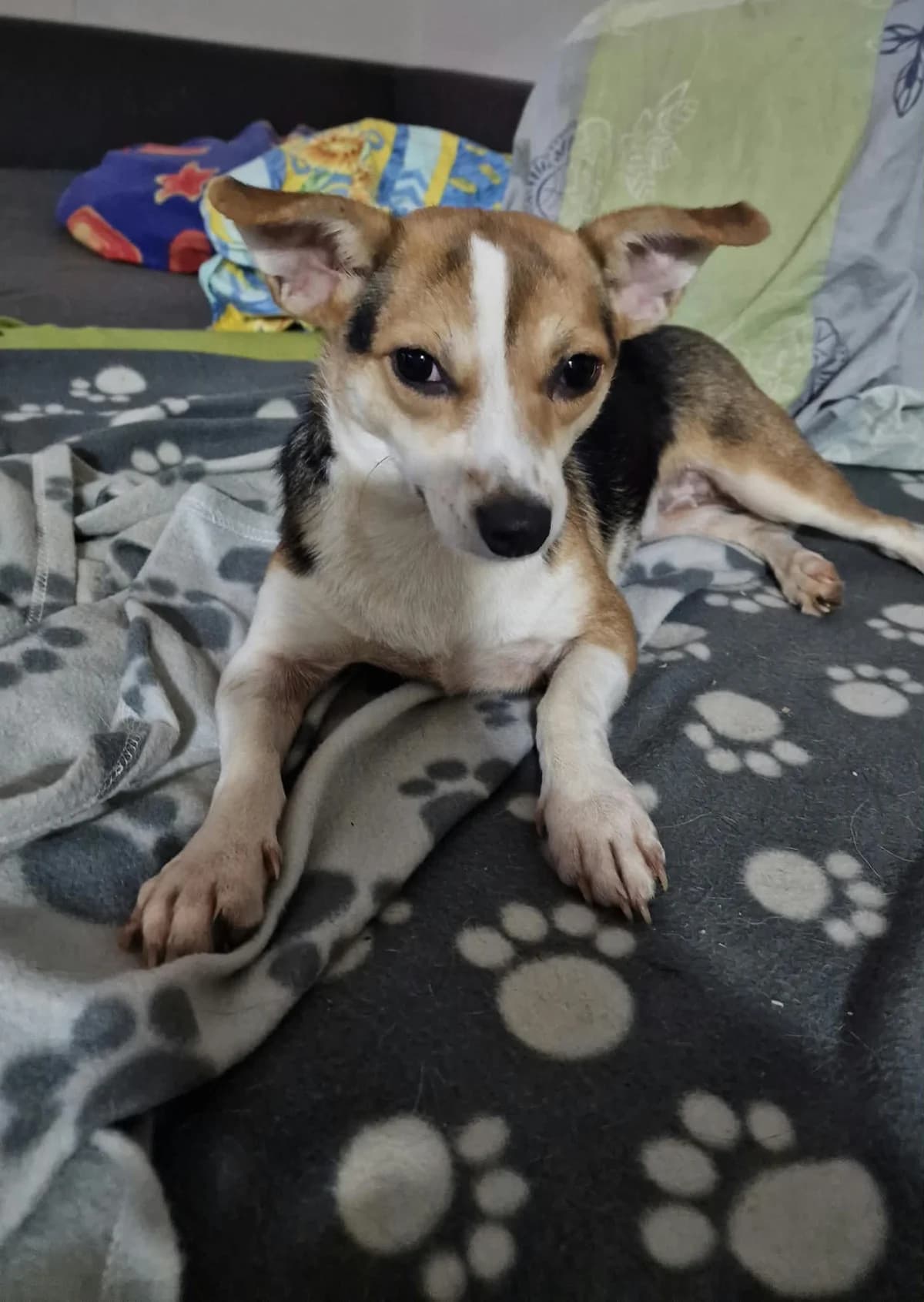 Fizzy, female senior Chihuahua for adoption at Free Dogs - Vergessene Tiere in Not e.V., Großefehn