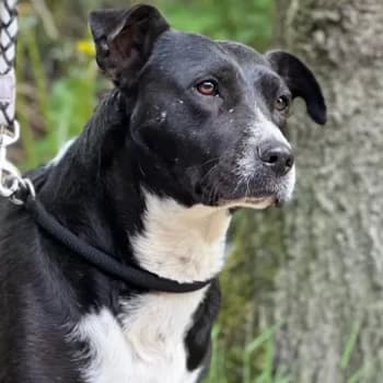 Sympathische Mila, female 4yo Mixed Breed for adoption at Free Dogs - Vergessene Tiere in Not e.V., Großefehn