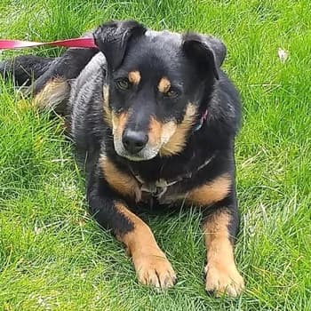 Schmusebacke Kalli, male young Mixed Breed for adoption at Free Dogs - Vergessene Tiere in Not e.V., Großefehn
