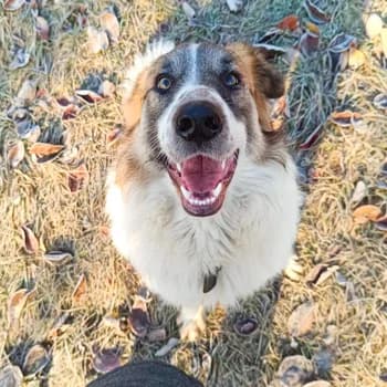 Treuer Bafu, male senior Mixed Breed for adoption at Free Dogs - Vergessene Tiere in Not e.V., Großefehn