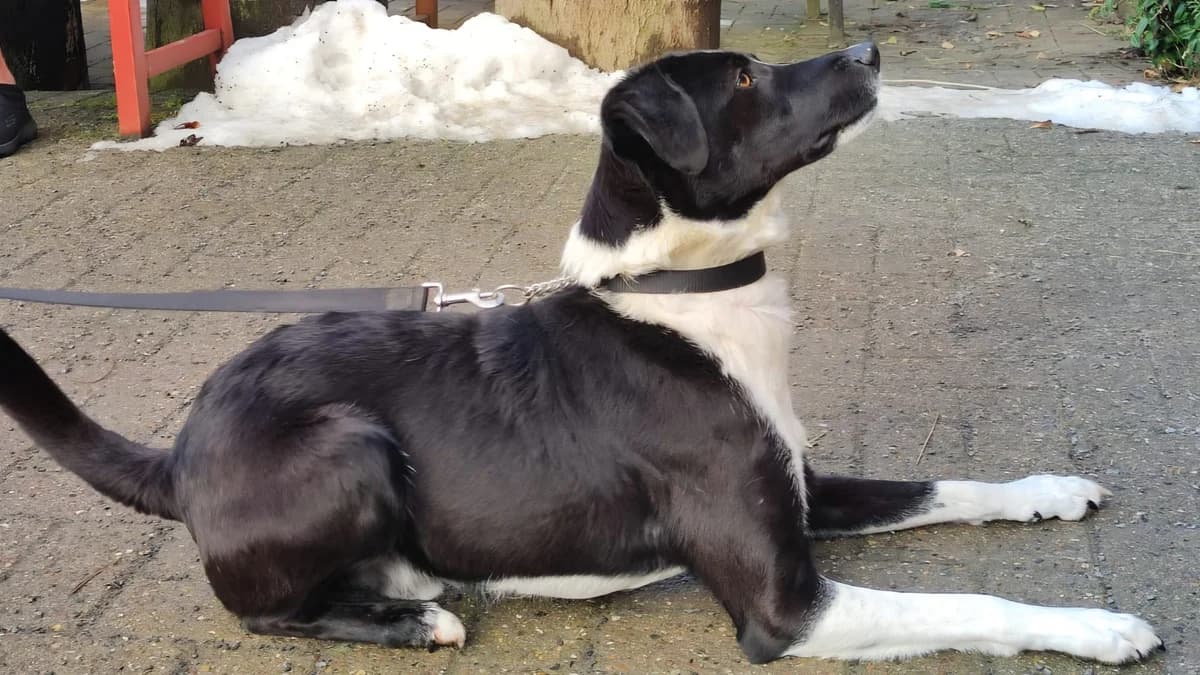 Temperamentvoller Lars, male 3yo Mixed Breed for adoption at Free Dogs - Vergessene Tiere in Not e.V., Großefehn
