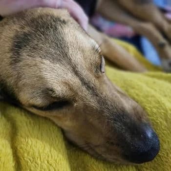 Leia, 5yo Mixed Breed for adoption at Free Dogs - Vergessene Tiere in Not e.V., Großefehn