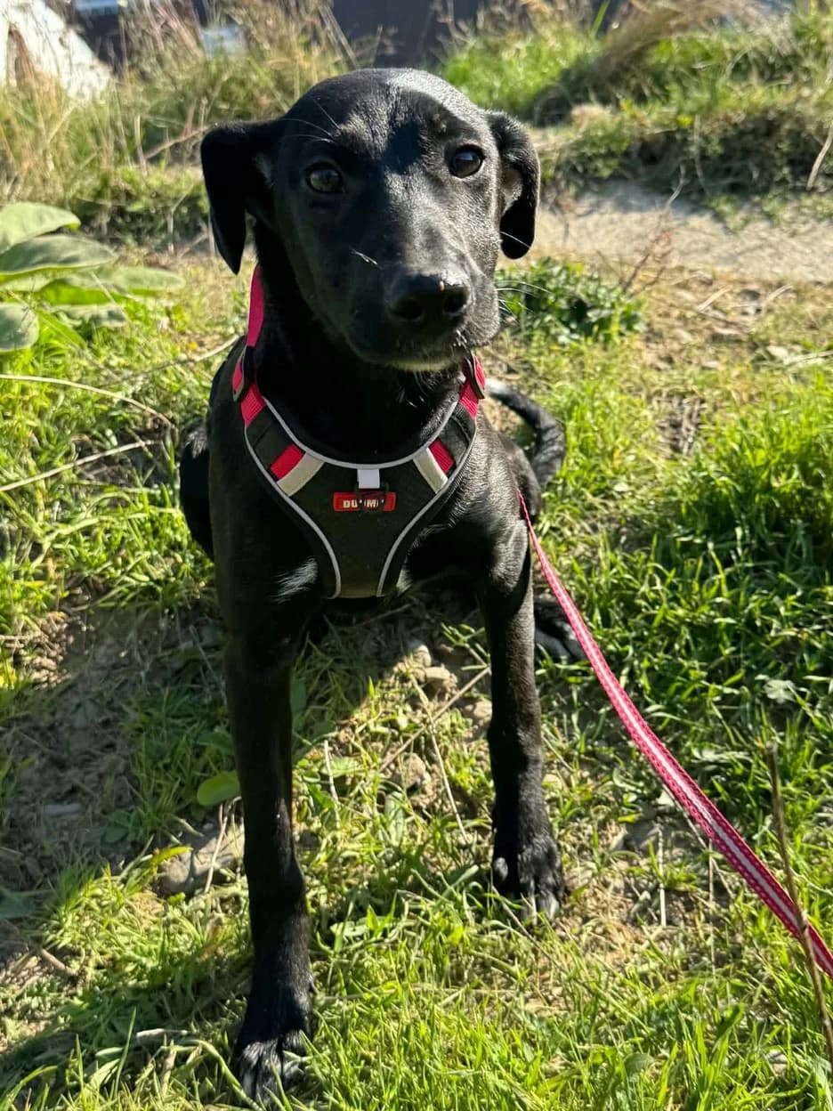 Luna, female puppy Mixed Breed for adoption at Freunde der Tiere e.V.