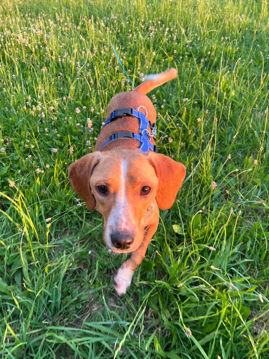 Eddy, male Mixed Breed for adoption at Freunde der Tiere e.V.