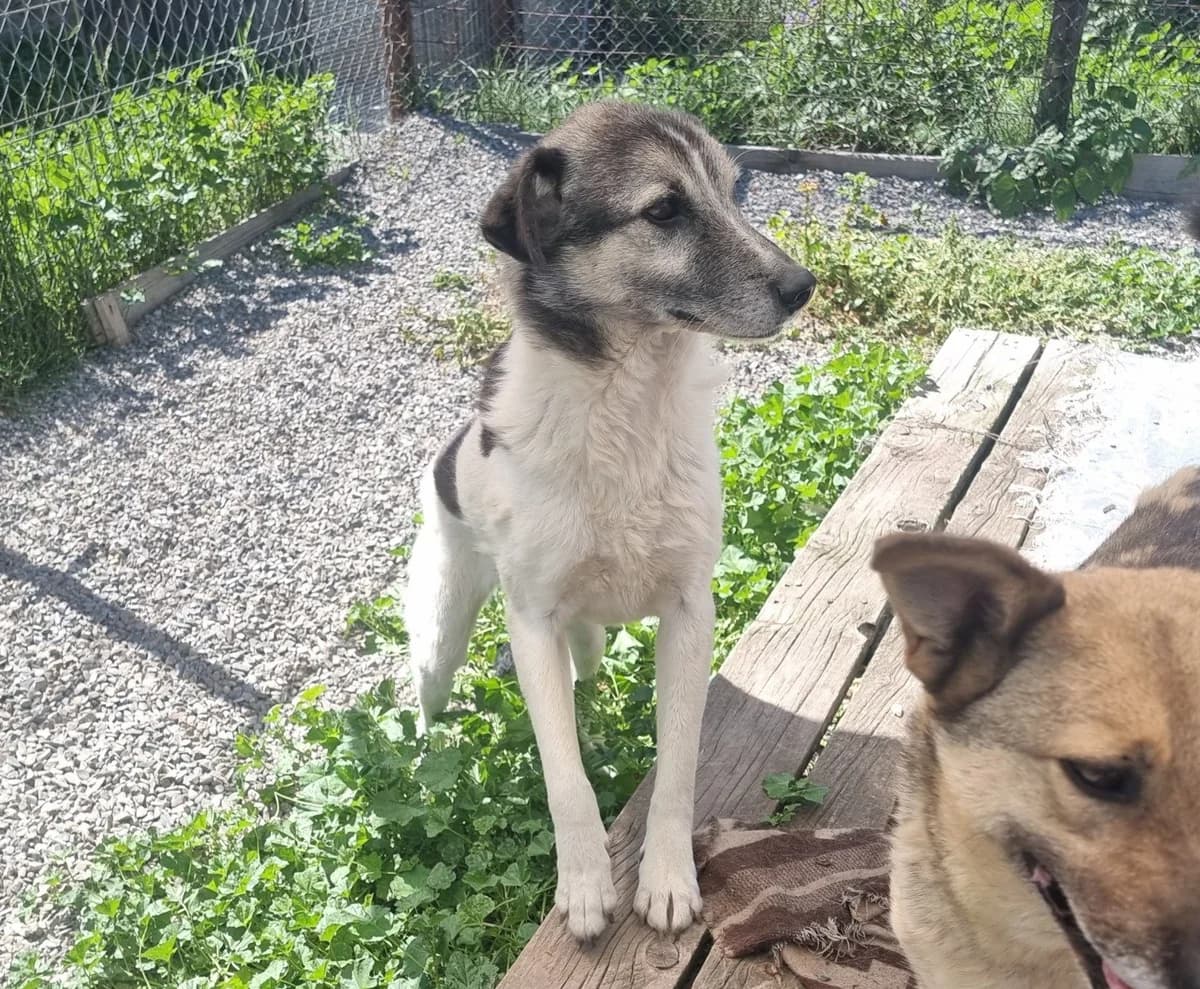 Aaron, male Mixed Breed for adoption at Freundeskreis Brunopet e.V.