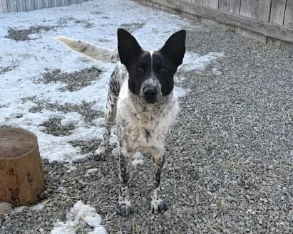 Agnes, female mixed breed for adoption at Freundeskreis Brunopet e.V.