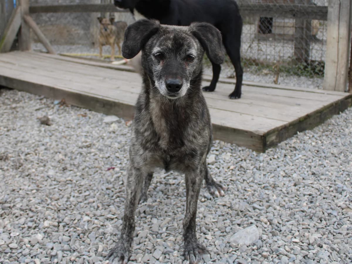 Antonia, female Mixed Breed for adoption at Freundeskreis Brunopet e.V.