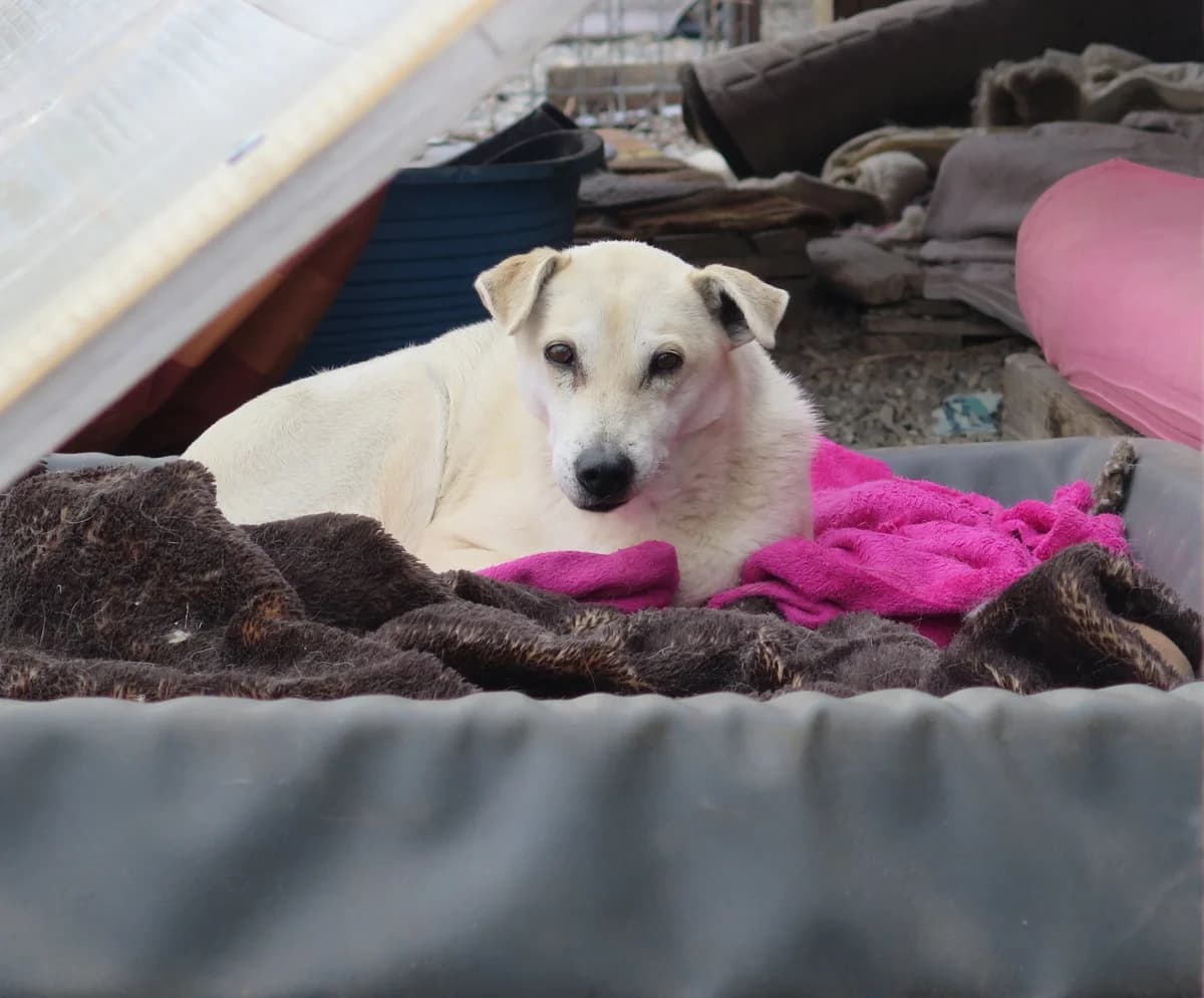 Aoki, female Mixed Breed for adoption at Freundeskreis Brunopet e.V.