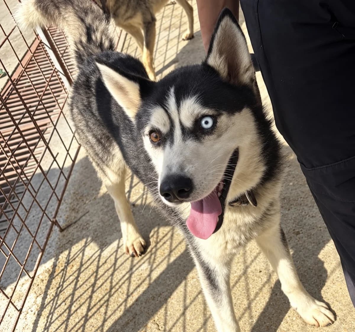 Arko, male Husky for adoption at Freundeskreis Brunopet e.V.
