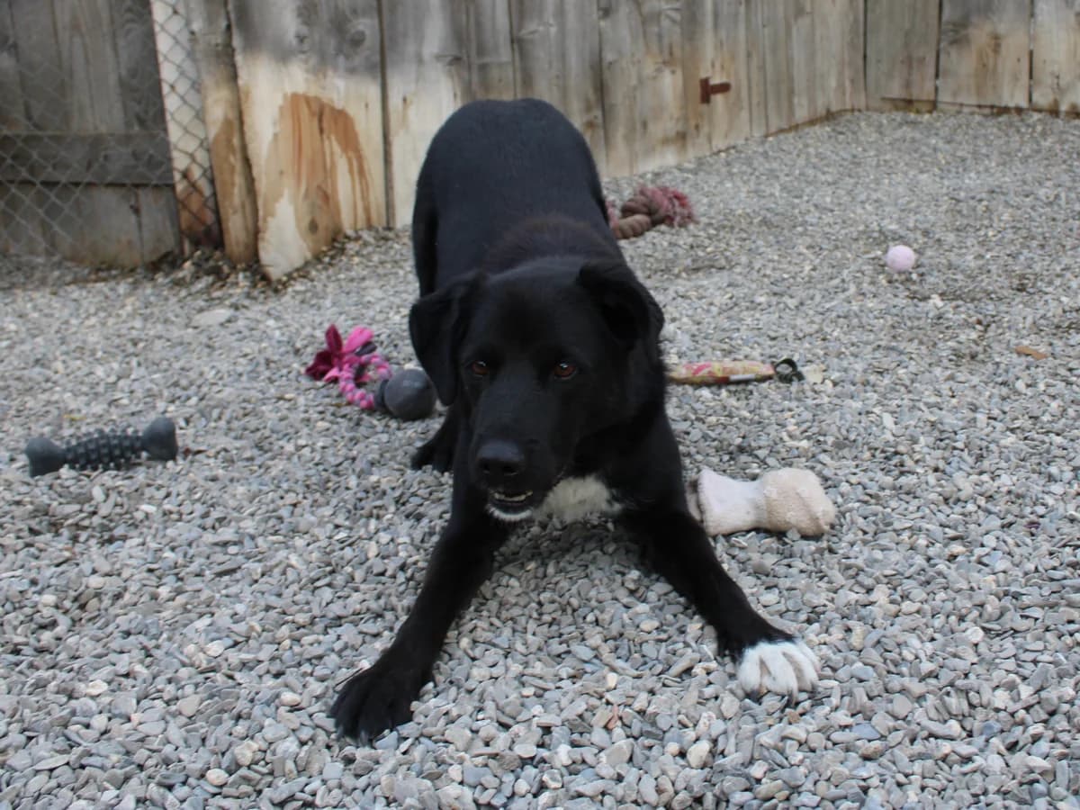 Atari, male Mixed Breed for adoption at Freundeskreis Brunopet e.V.