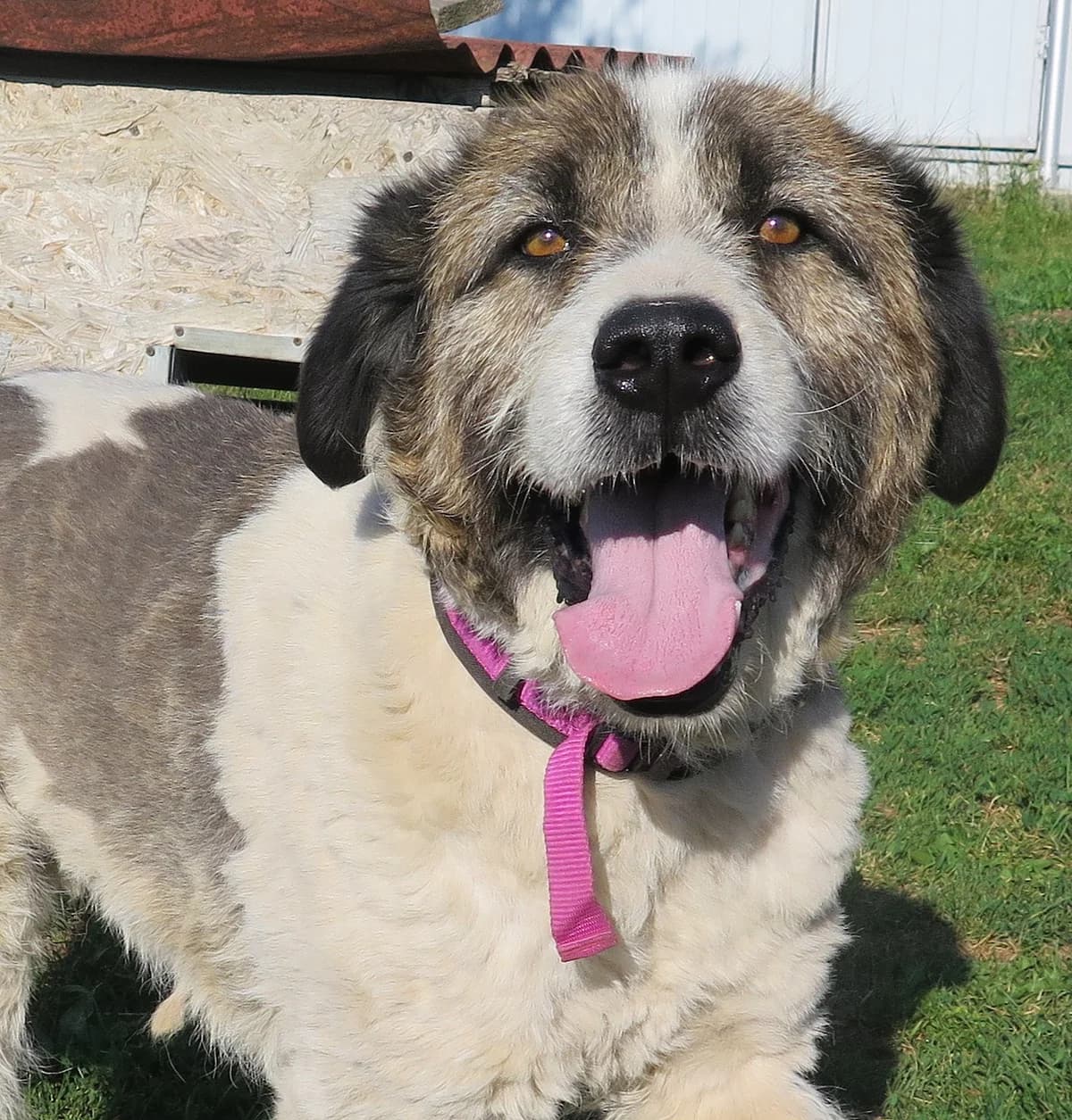Basti, male senior Mixed Breed for adoption at Freundeskreis Brunopet e.V.