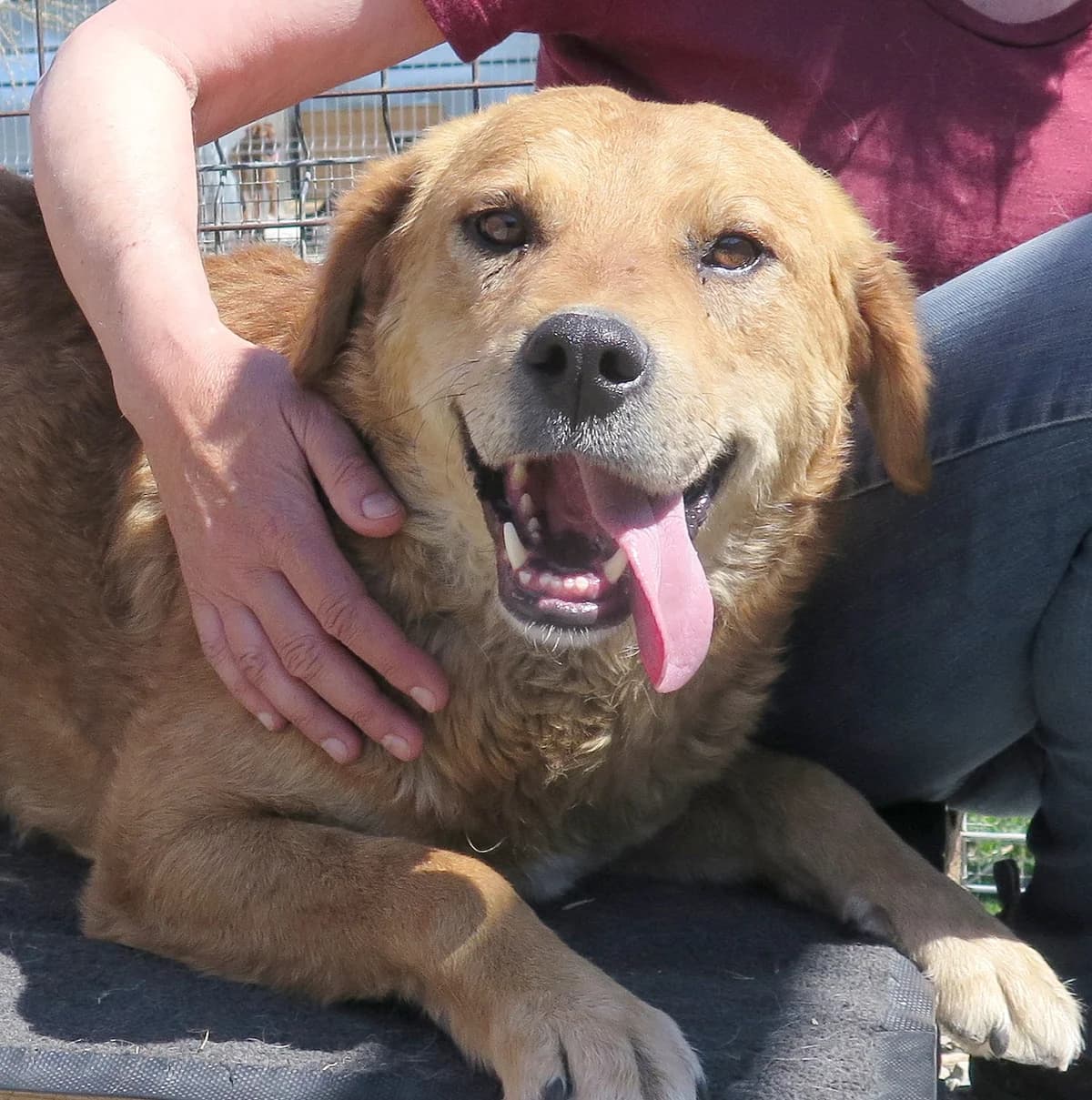 Brashon, male Mixed Breed for adoption at Freundeskreis Brunopet e.V.