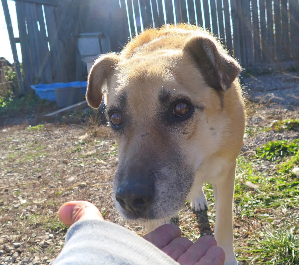 Burkhardt, male Mixed Breed for adoption at Freundeskreis Brunopet e.V.