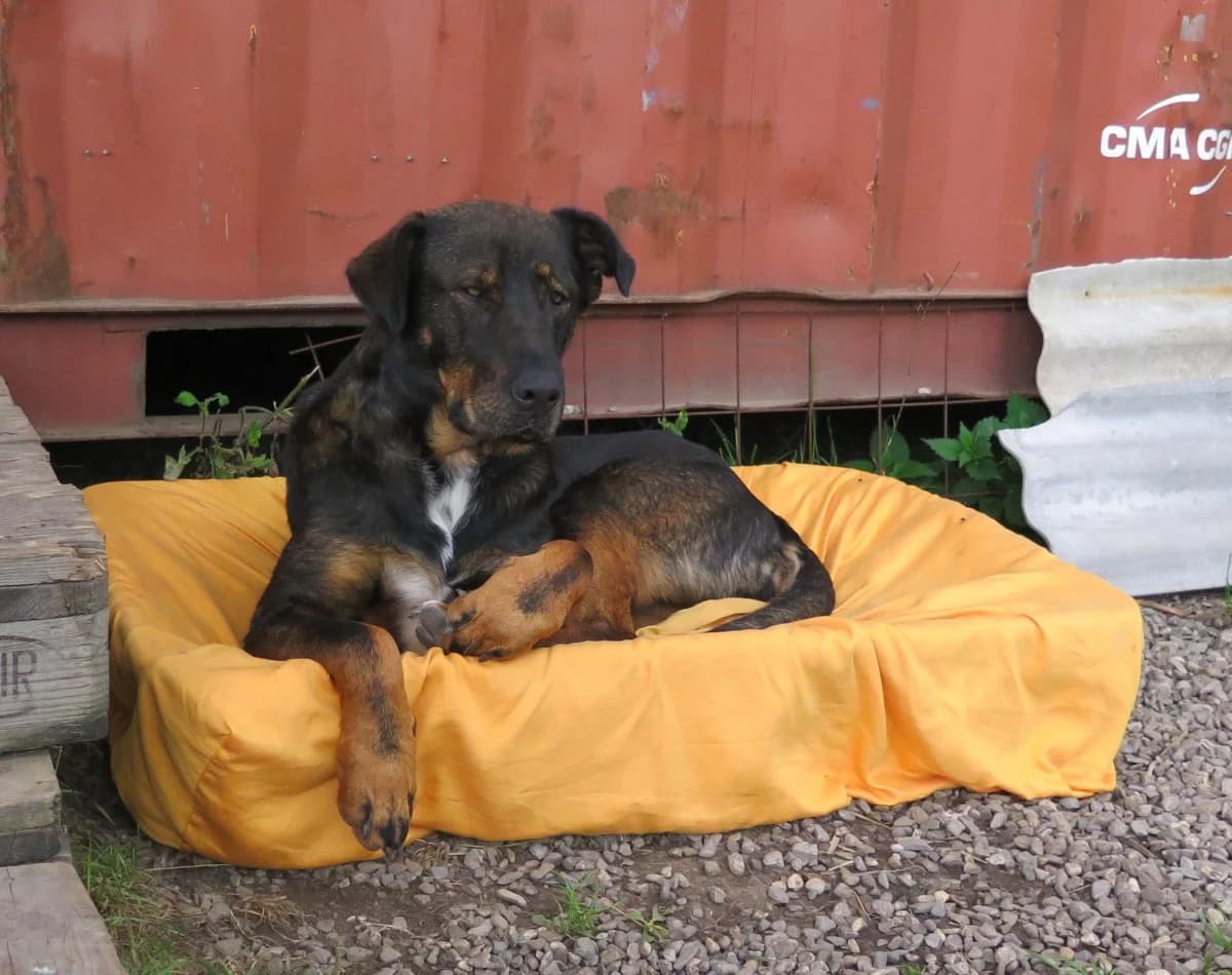 Cahya, female Mixed Breed for adoption at Freundeskreis Brunopet e.V.