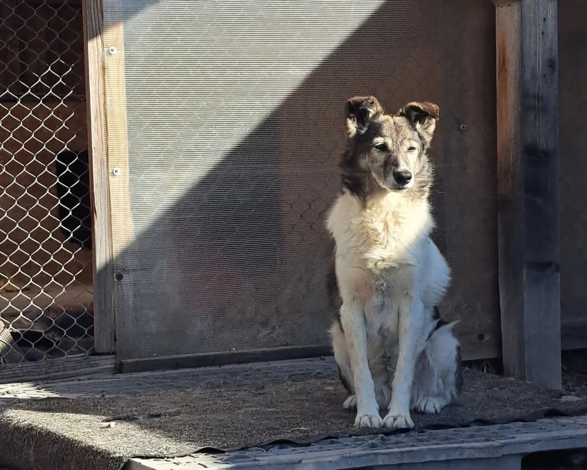 Catelyn, female Mixed Breed for adoption at Freundeskreis Brunopet e.V.