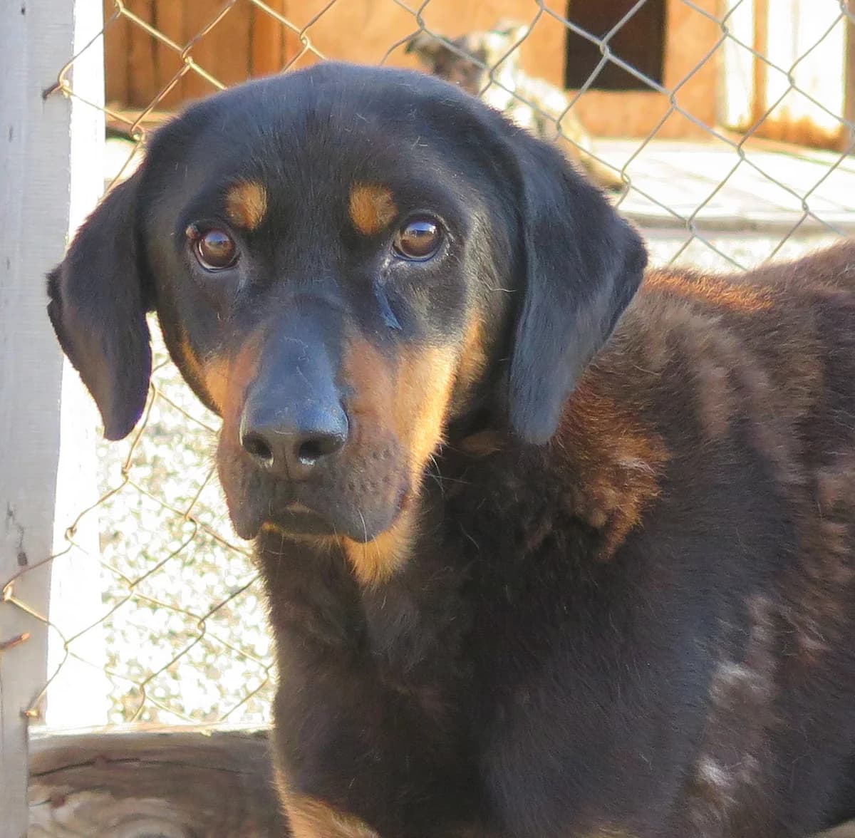 Charly, male senior Mixed Breed for adoption at Freundeskreis Brunopet e.V.
