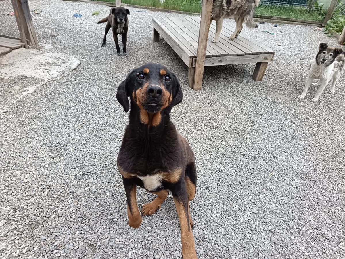 Charly, male senior Mixed Breed for adoption at Freundeskreis Brunopet e.V.
