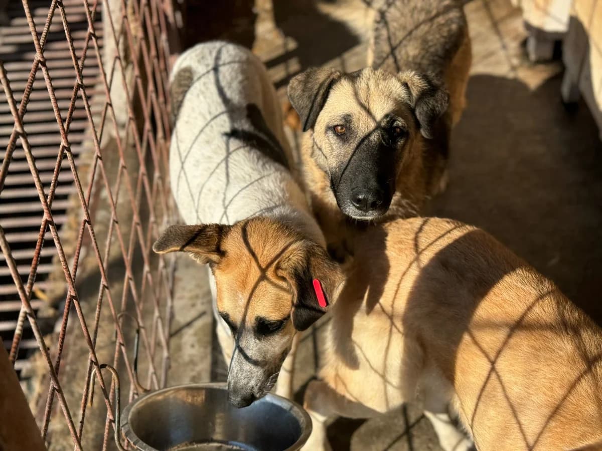 Christine (Rovinari), female Mixed Breed for adoption at Freundeskreis Brunopet e.V.