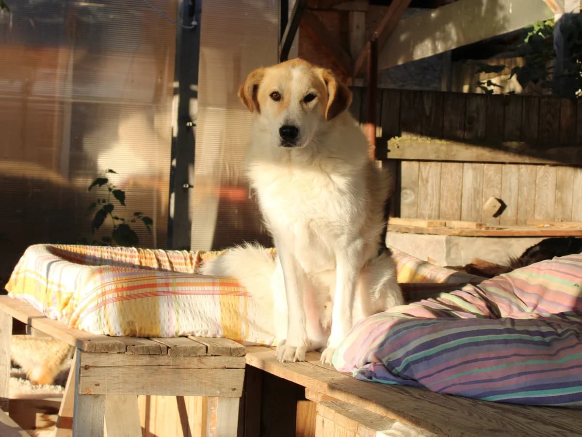 Christoph, male Mixed Breed for adoption at Freundeskreis Brunopet e.V.