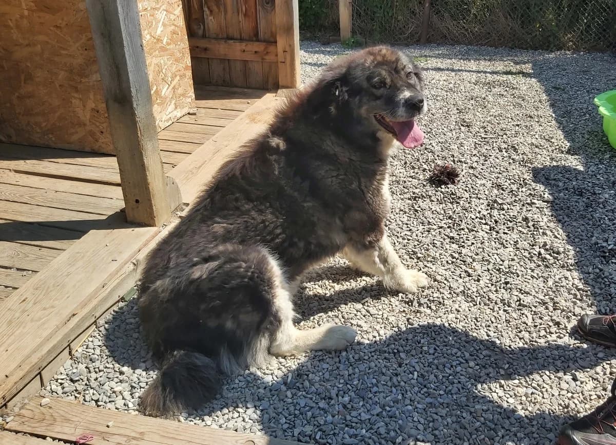 Cindy, female Mixed Breed for adoption at Freundeskreis Brunopet e.V.