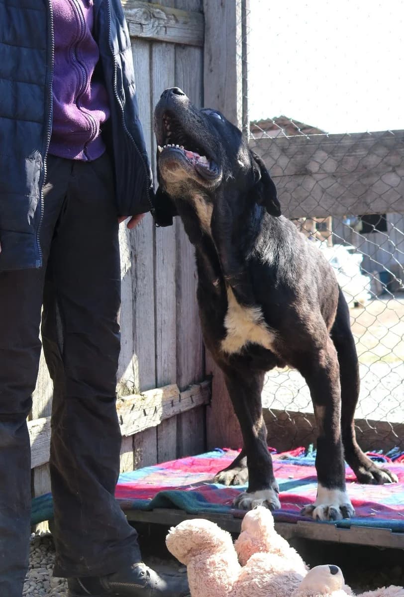 Csoban, male Mixed Breed for adoption at Freundeskreis Brunopet e.V.