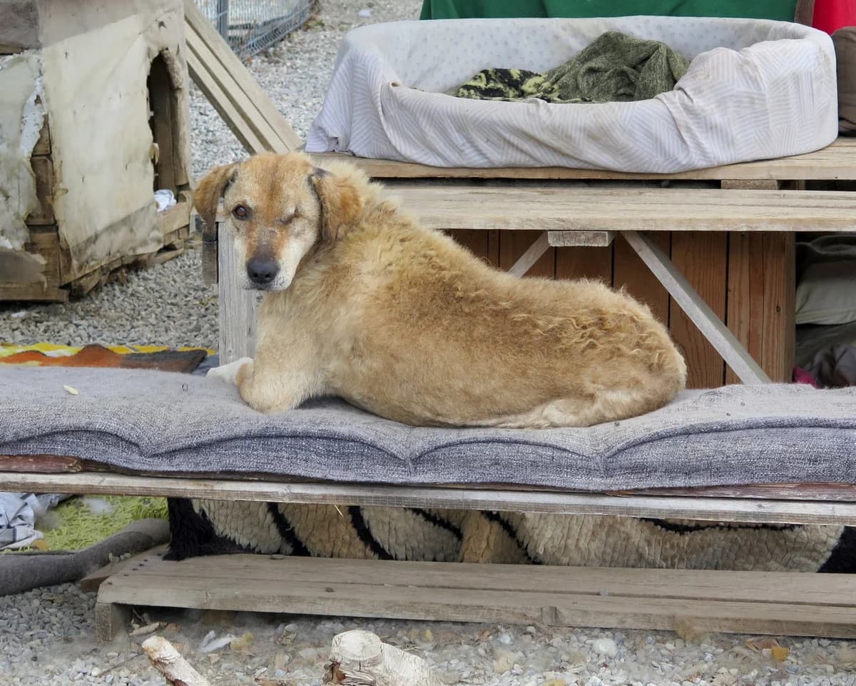 Curt, male Mixed Breed for adoption at Freundeskreis Brunopet e.V.