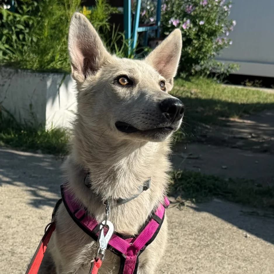 Daniel, male mixed breed for adoption at Freundeskreis Brunopet e.V.