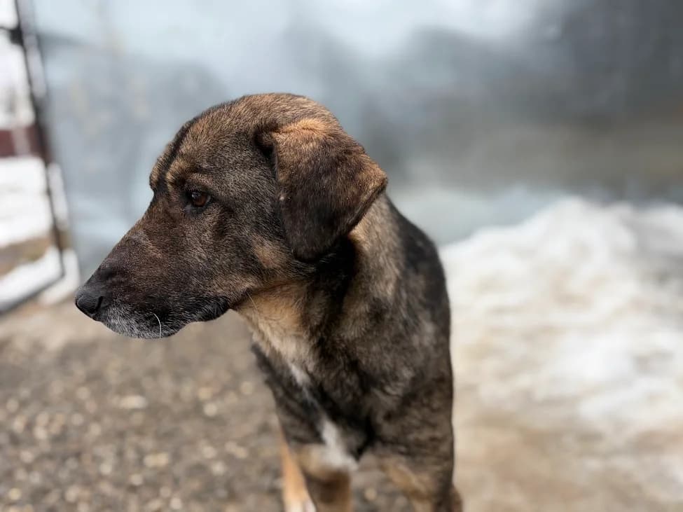 Danis, male Mixed Breed for adoption at Freundeskreis Brunopet e.V.