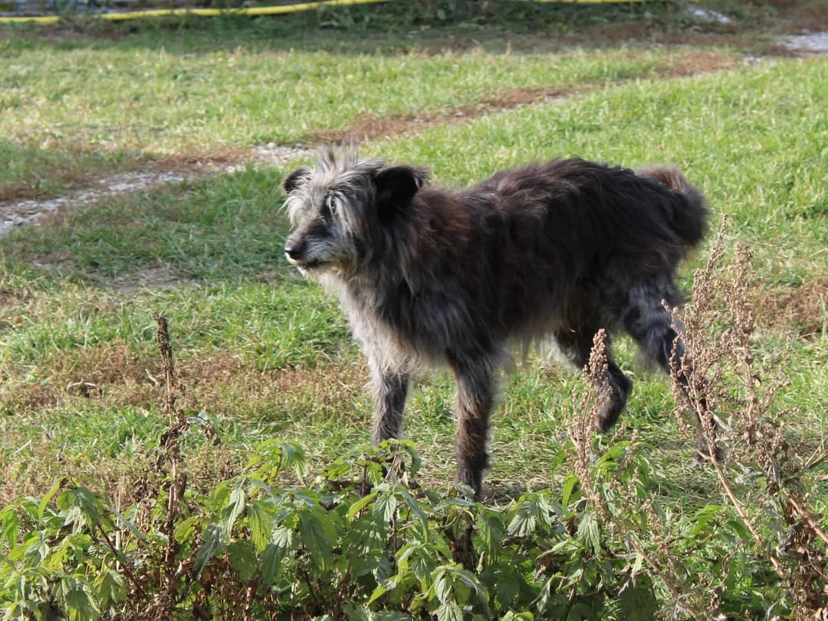 Dante, male senior Mixed Breed for adoption at Freundeskreis Brunopet e.V.