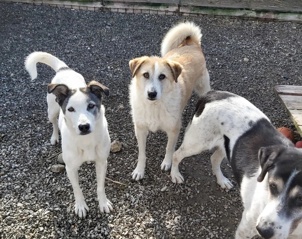 Drago, male senior Mixed Breed for adoption at Freundeskreis Brunopet e.V.
