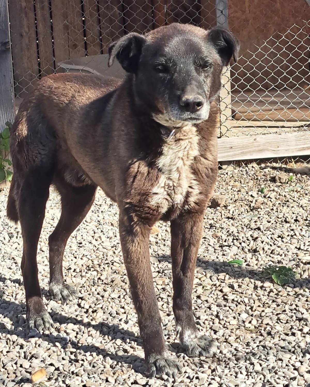 Drogo, male Mixed Breed for adoption at Freundeskreis Brunopet e.V.