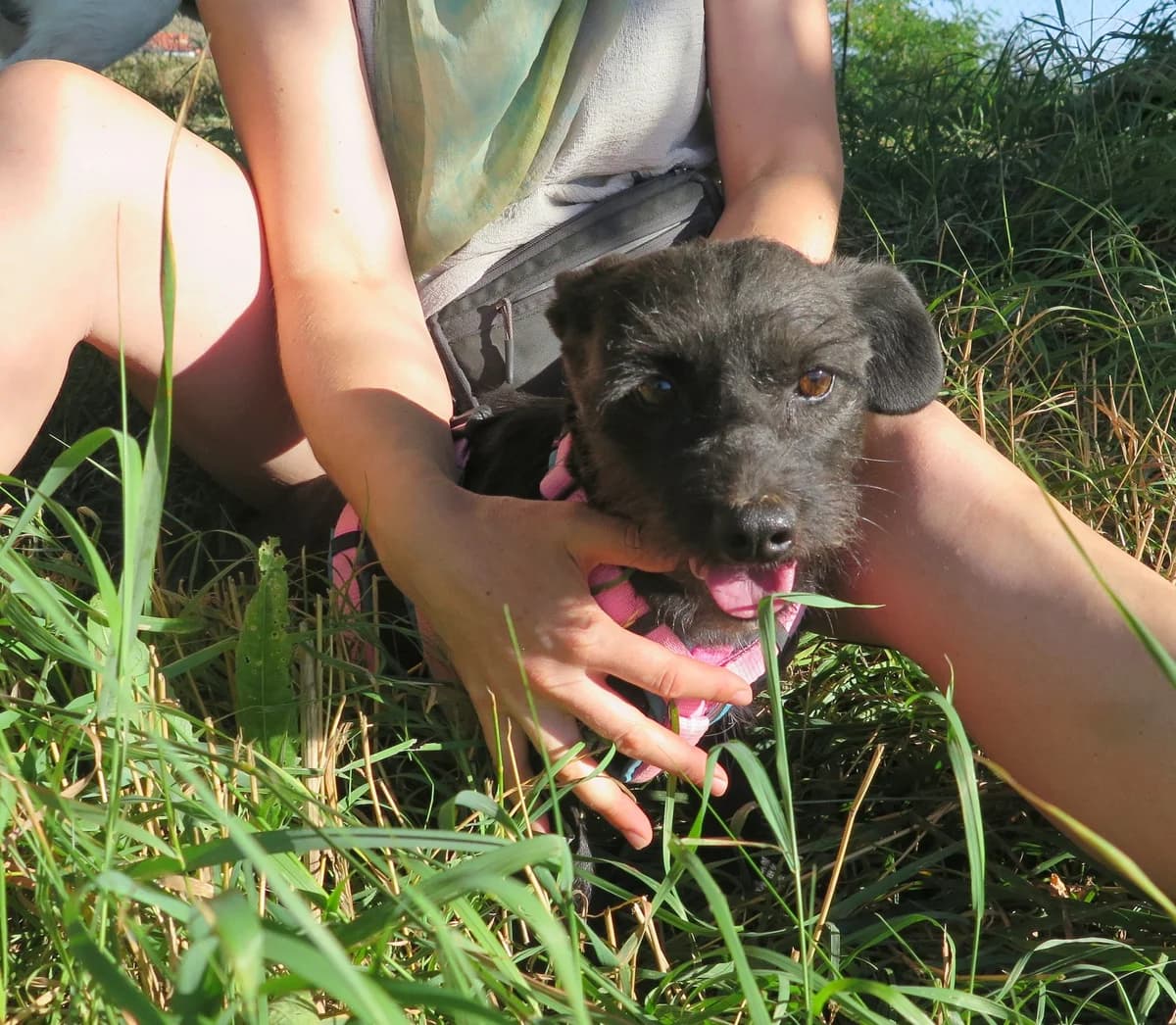 Elvira, female Mixed Breed for adoption at Freundeskreis Brunopet e.V.