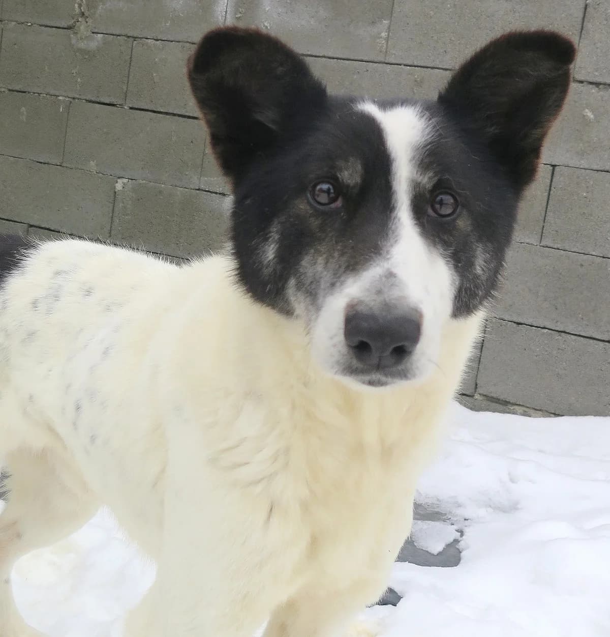 Emil, male Mixed Breed for adoption at Freundeskreis Brunopet e.V.