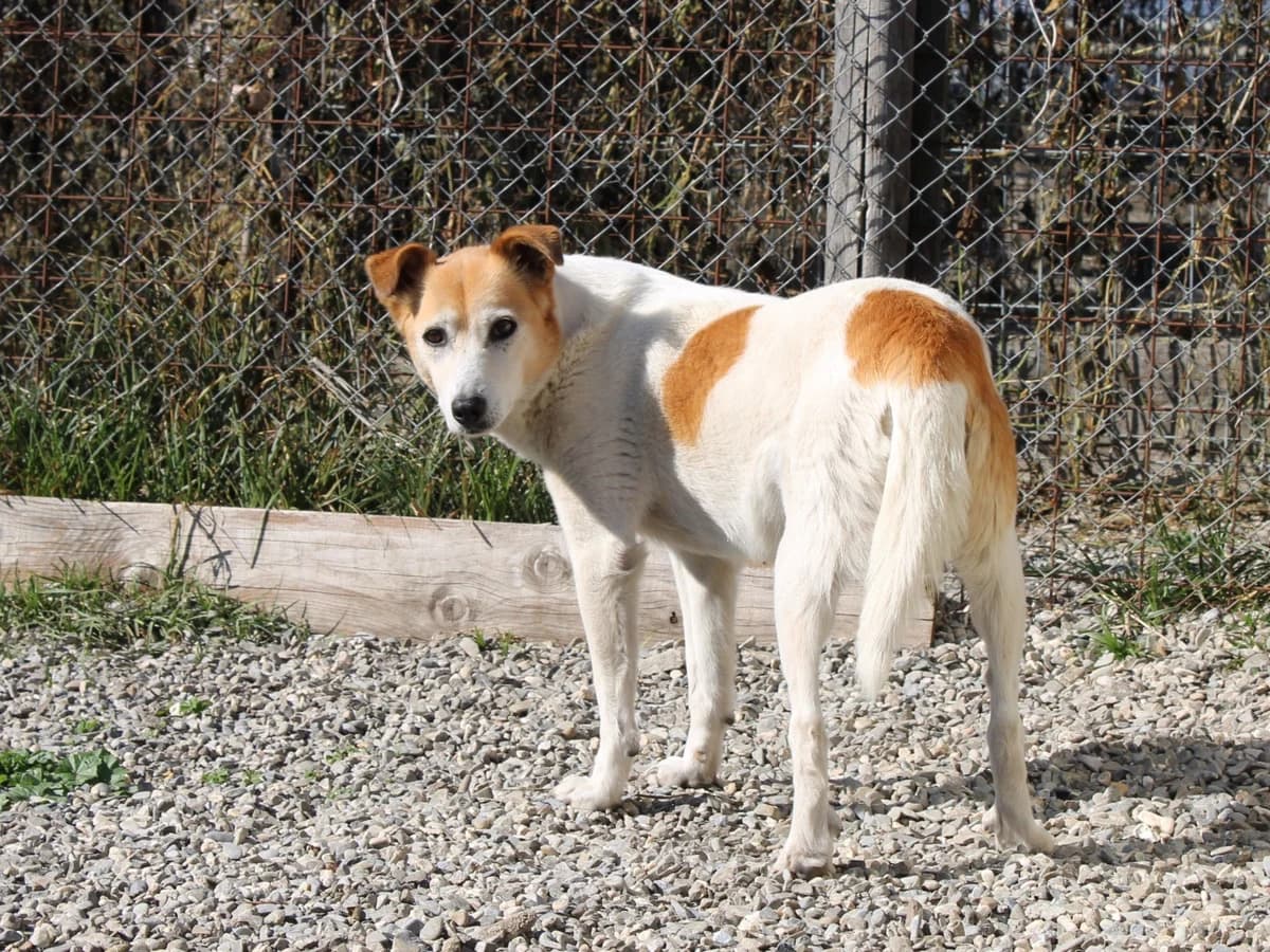 Enja, female Mixed Breed for adoption at Freundeskreis Brunopet e.V.