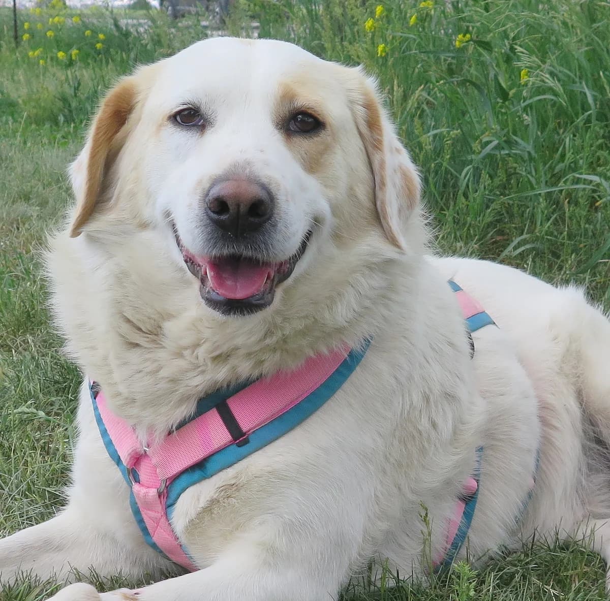 Fähe, female mixed breed for adoption at Freundeskreis Brunopet e.V.