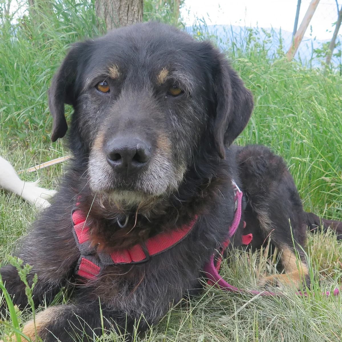 Fakkato, male senior Mixed Breed for adoption at Freundeskreis Brunopet e.V.