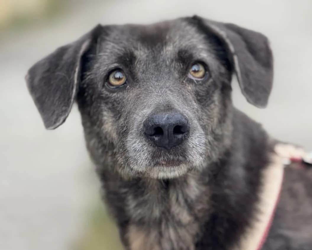 Farida, female Mixed Breed for adoption at Freundeskreis Brunopet e.V.