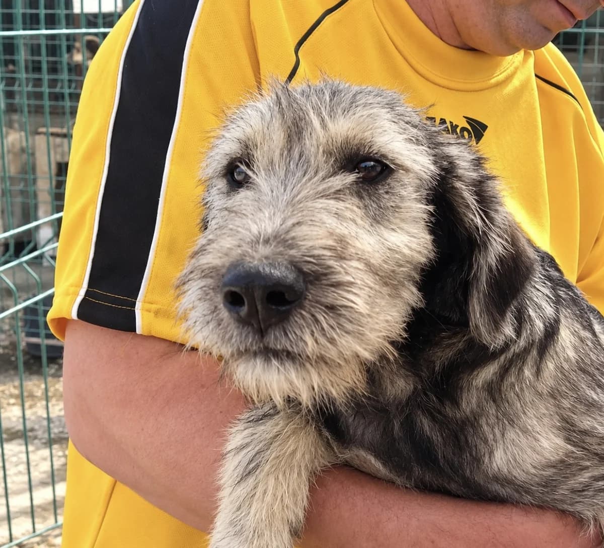 Fellini, female Mixed Breed for adoption at Freundeskreis Brunopet e.V.