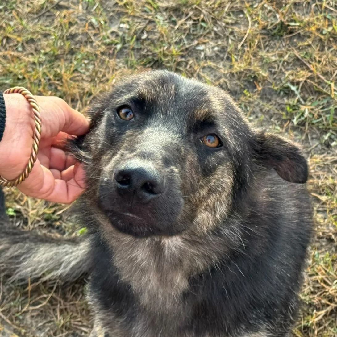 Findus, male mixed breed for adoption at Freundeskreis Brunopet e.V.