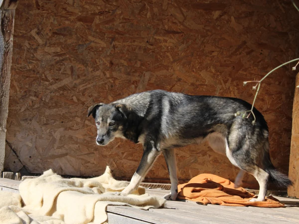 Fita, female Mixed Breed for adoption at Freundeskreis Brunopet e.V.