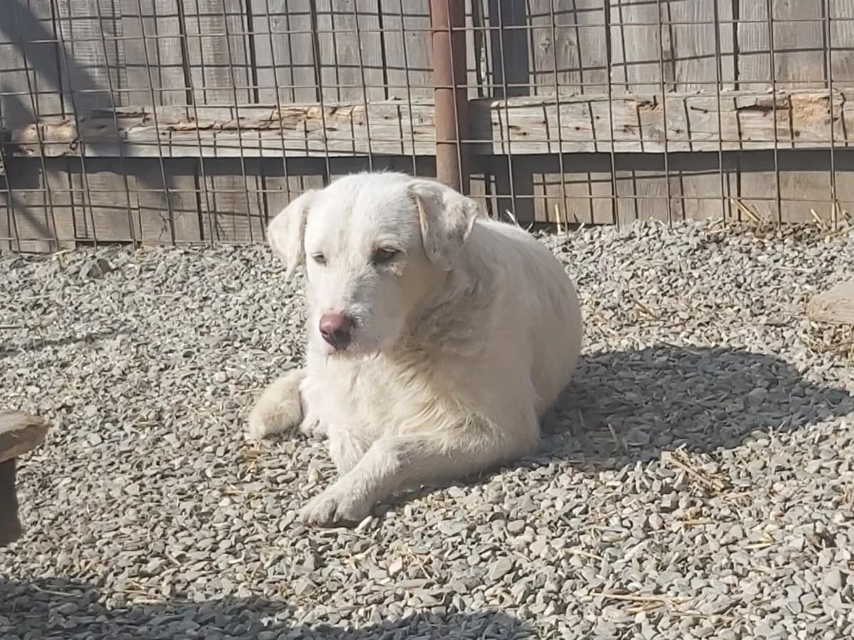 Fritzi, male Mixed Breed for adoption at Freundeskreis Brunopet e.V.